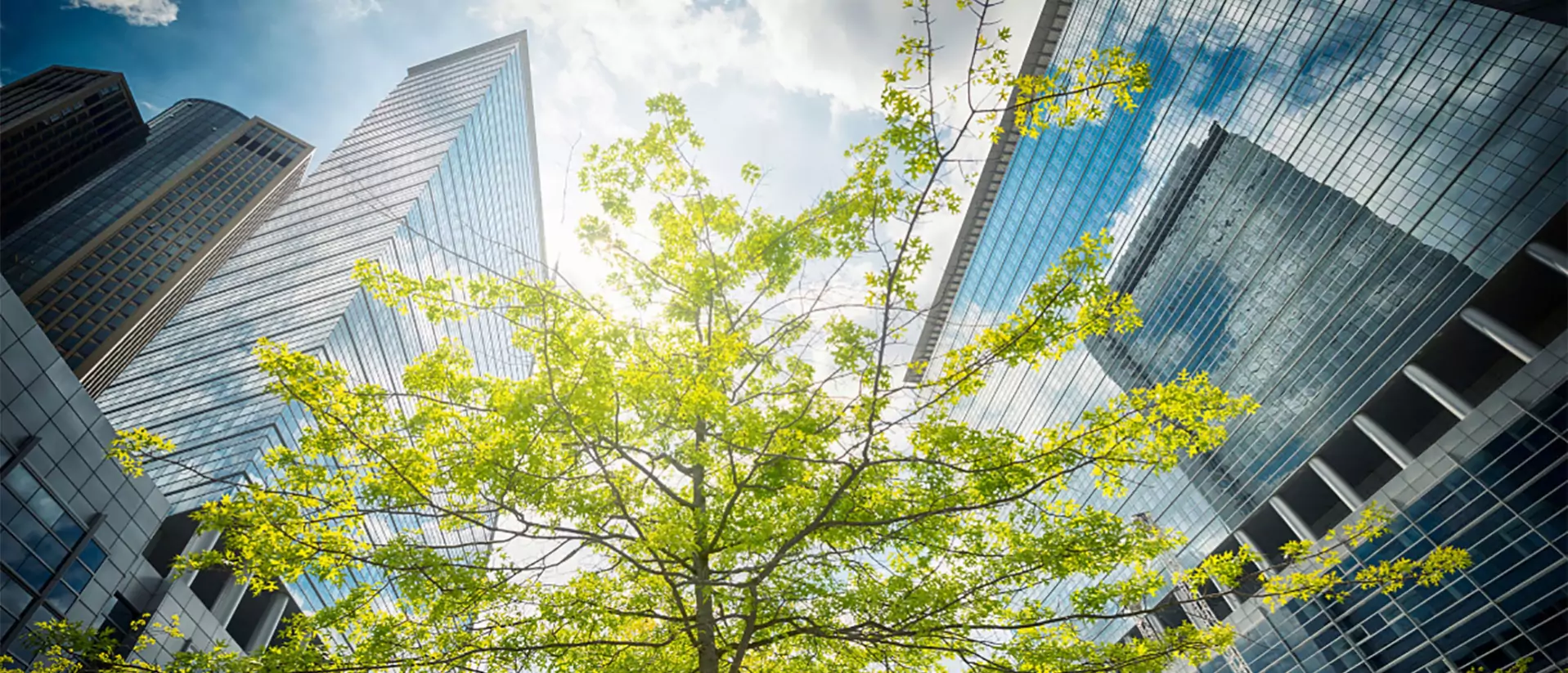 Cabinet de conseil en stratégie dédié aux enjeux ESG